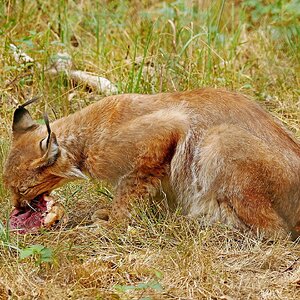 Medium 'Hm lecker' in der Kategorie 'Tiere'