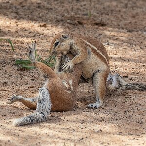 Medium 'Zoff (2)' in der Kategorie 'Tiere'