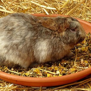 Medium 'Das gehört mir!' in der Kategorie 'Tiere'