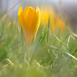 gelbe Krokusse