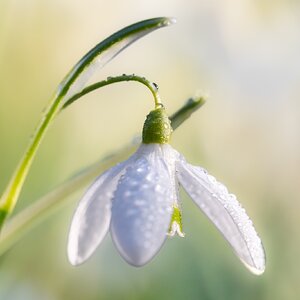 Schneeglöckchen
