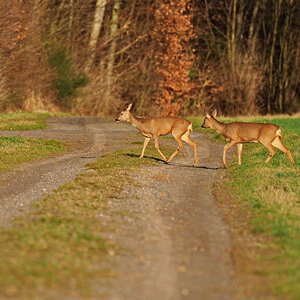 Wo ist denn der Zebrastreifen?