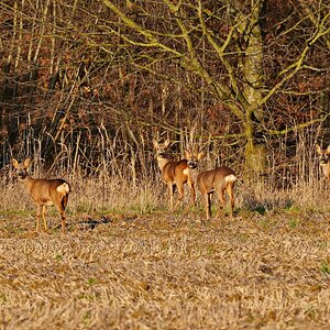 Sonnenanbeter am Waldrand.