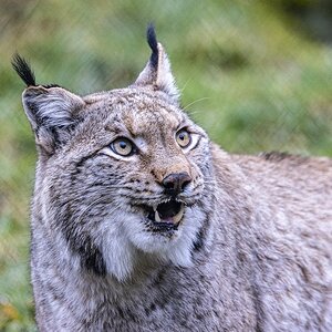 Luchs