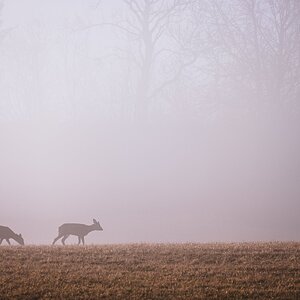 Rehe im Morgennebel