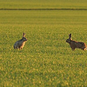 Bisschen zusammen Hoppeln?