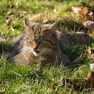Europäische Wildkatze