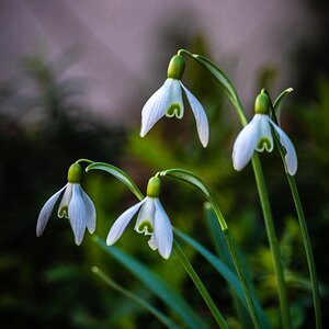 Die obligatorischen Schneeglöckchen