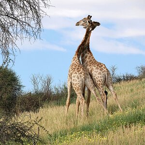Wer ist der Stärkere?