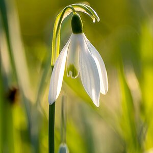 Glöckchen in der Abendsonne (1)