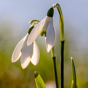 Glöckchen in der Abendsonne (2)