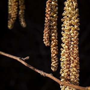 nicht jedermanns Freund