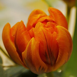 Gefüllte Tulpe - - - Variante II
