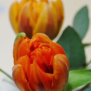 Gefüllte Tulpen