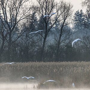 Silberreiher auf Rundflug