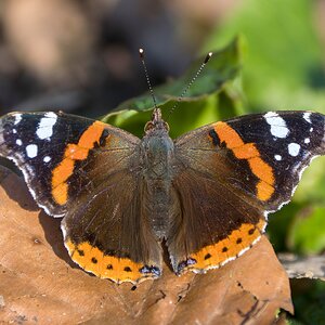 Vanessa Atalanta