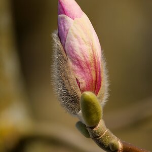 Auf dem Weg zur Blüte