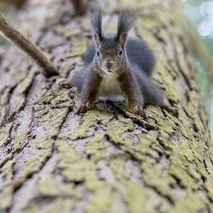Eichhorn Angriffslustig