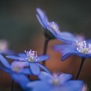 Noch ein paar Leberblümchen