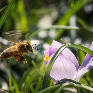 Quer durch die Wiese