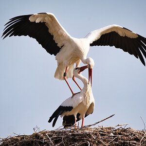 Storchenhochzeit