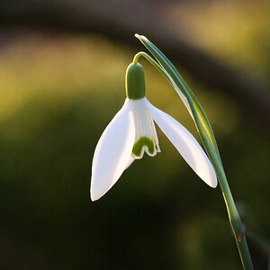 Schneeglöckchen im Abendlicht