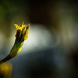 Blattknospe der Kletterhortensie