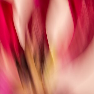 Tulpe