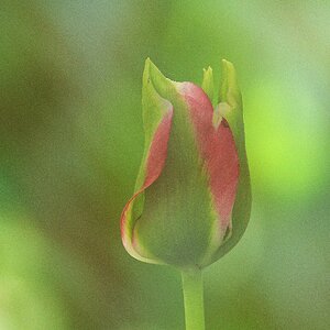 Tulpe.jpg