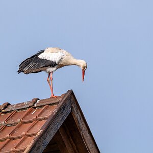 "Nachwuchs abgeliefert"