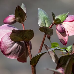 Blümchen von hinten