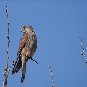 Turmfalke auf Beobachtungsposten