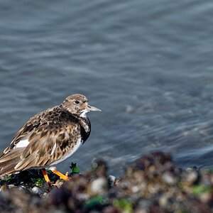 Ich habe mal wieder nen Vogel - Steinwälzer