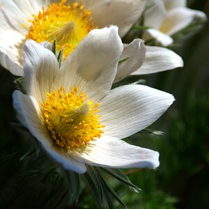 Pulsatilla