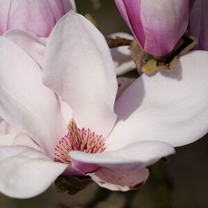 Medium 'Der Blick hinein' in der Kategorie 'Makro- und Nahaufnahmen'