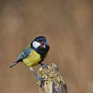 Schreihals - @ Herbert etwas heller linke Seite