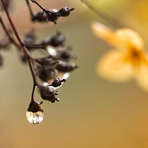 Kletterhortensie Drittelaufteilung