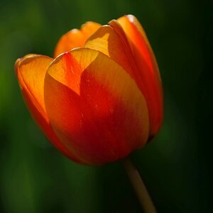 Von der Sonne gelockt