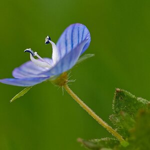 Ehrenpreis - (ohne Gelb)