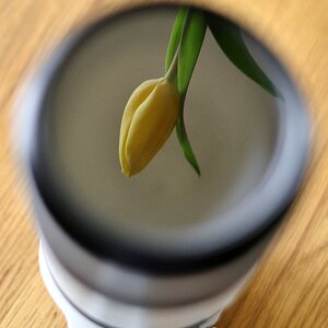 Objektiv mit Tulpe