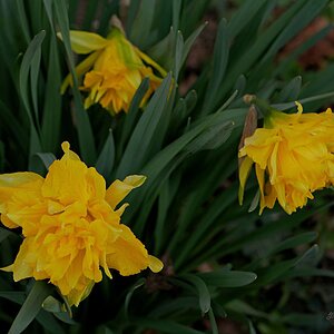 Gefüllte Osterglocken