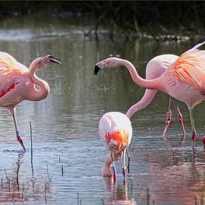 Flamingos sind in Zwillbrock (Vreden, Münsterland) zurück