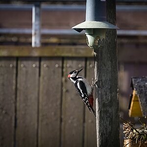 Der Osterbuntspecht beim Frühstück