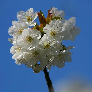 Kirschblüte an Ostern