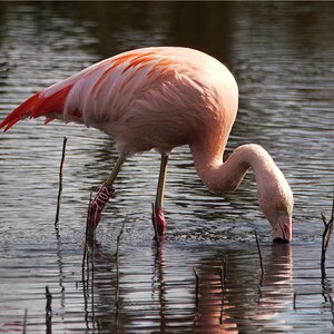 Flamingo in Zwillbrock (Vreden, Münsterland)
