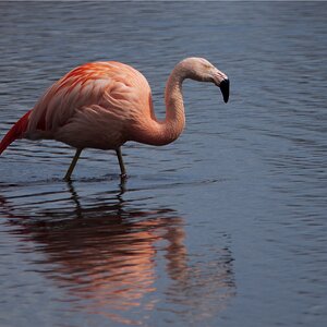 Flamingo in Zwillbrock