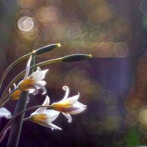 Turkestanische Tulpe