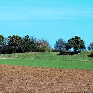 „Frühling am Feldrand“