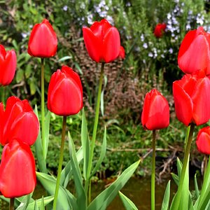 Tulpen aus ...