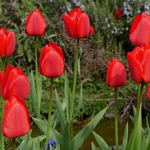 Tulpen aus ... (2)